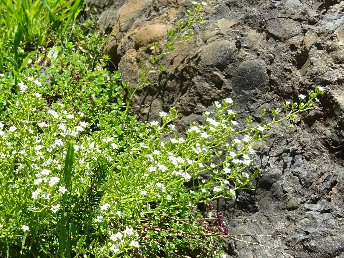 Thesium pyrenaicum subsp. pyrenaicum (Santalaceae)